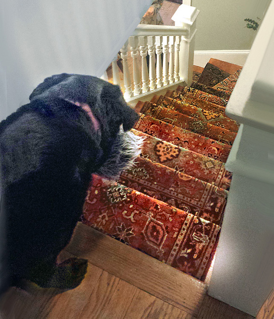 Large dog ready to descend a flight of steps after a staircase rug runner was installed!