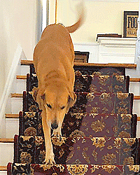 Dog on Staircase runner