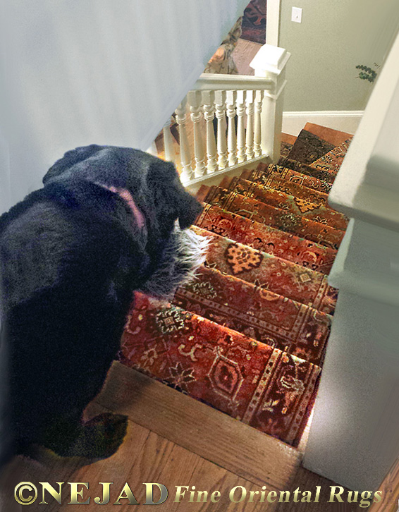 Dog at top of flight of steps with staircase runner